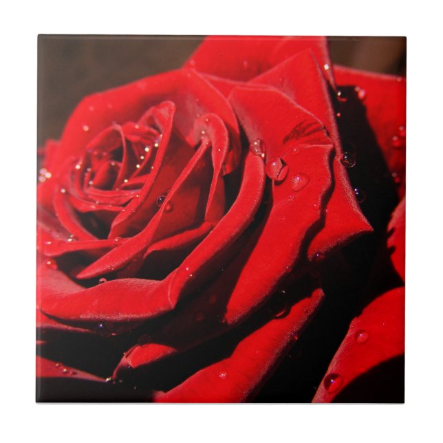 NassSingle Rote Rose Blume Tile Fliese (Vorderseite)