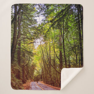 Nassstraße durch grüne Bäume in Humboldt Herbst Sherpadecke