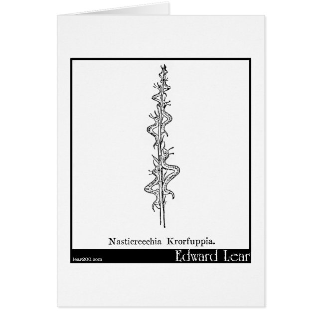 Nasticreechia Krorluppia. (Vorne)