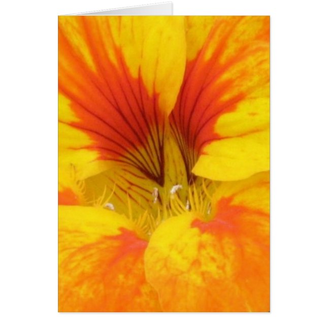 Nasturtium (Vorne)