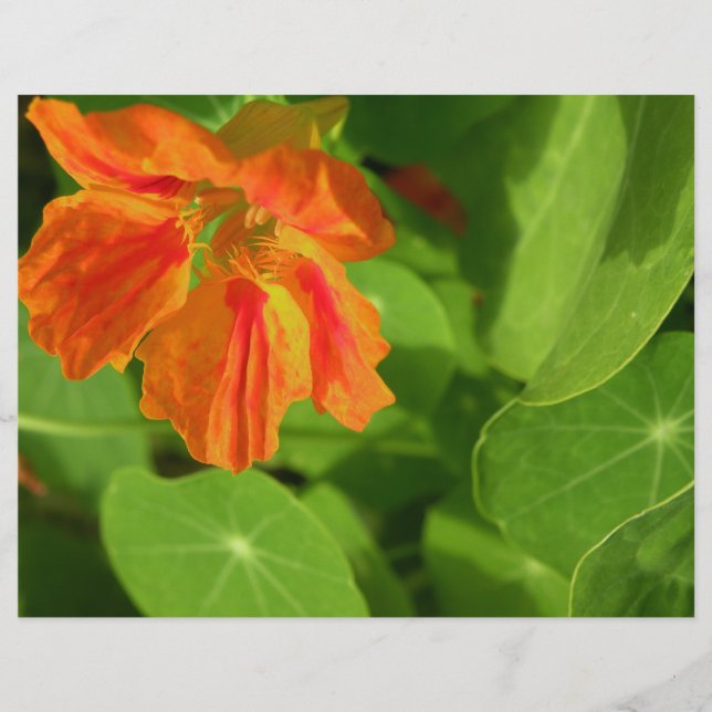 Nasturtium (Vorderseite)