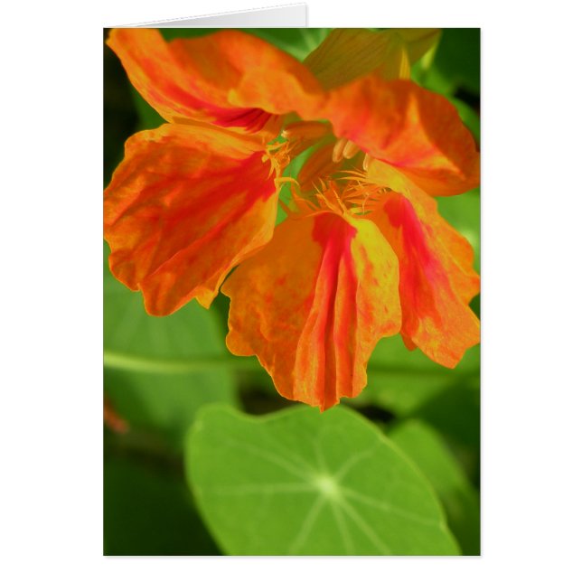 Nasturtium (Vorne)