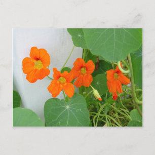 Nasturtium Blooms Postkarte
