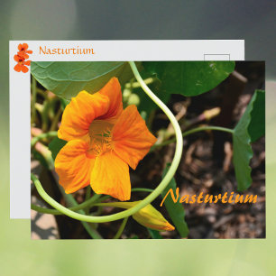 Nasturtium-Blume Fotografisch Botanisch Postkarte