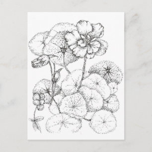 Nasturtium Blume Pen and Ink Zeichnend Kunst Postkarte