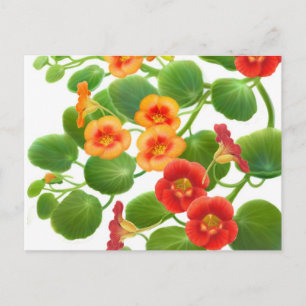 Nasturtium-Blume Postkarte