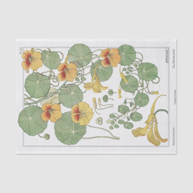 Nasturtium, Botany Serie von Eugene Grassat Seidenpapier (Vorderseite)
