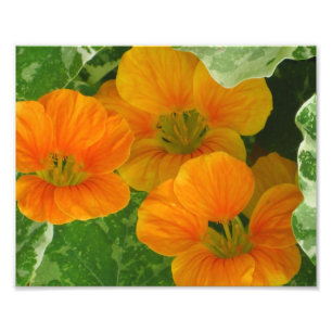 Nasturtium Foto Print