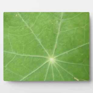 Nasturtium Leaf Plaque Fotoplatte