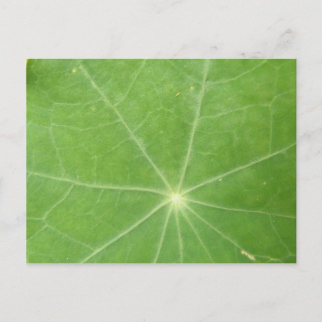 Nasturtium Leaf Postkarte (Vorderseite)