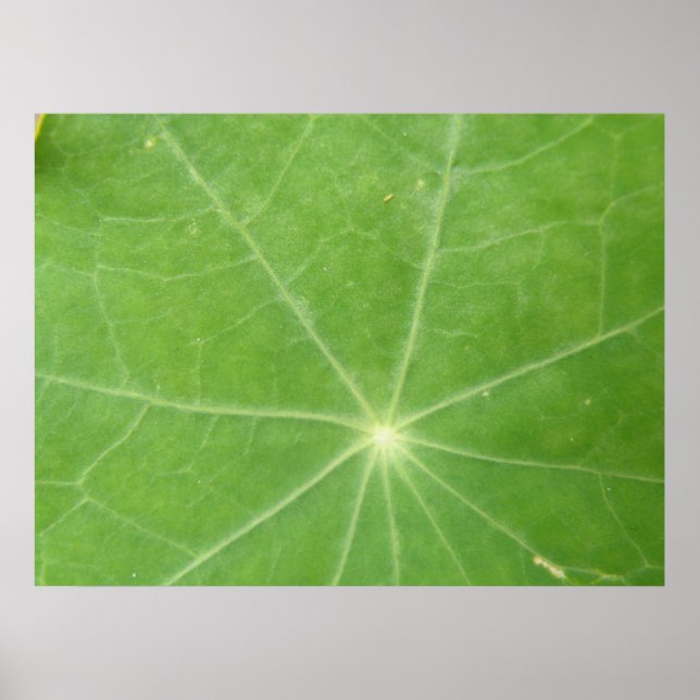 Nasturtium Leaf Print Poster (Vorne)