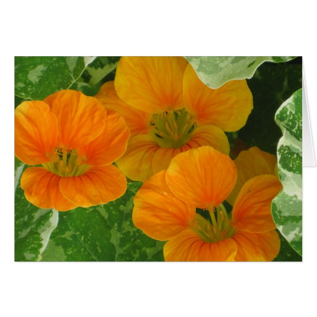 Nasturtium Notecard (Vorderseite (Horizontal))