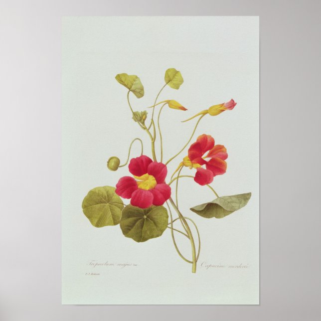 Nasturtium Poster (Vorne)