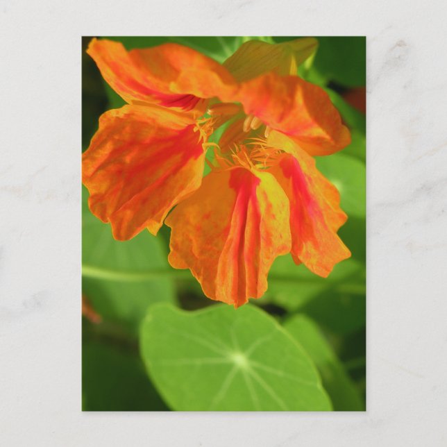 Nasturtium Postkarte (Vorderseite)