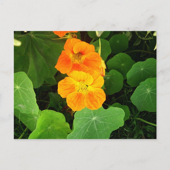 Nasturtium Postkarte (Vorderseite)