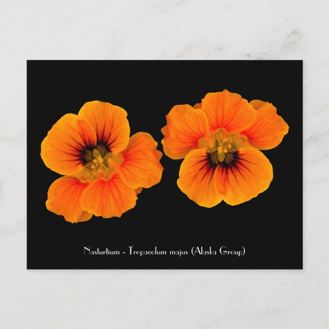 Nasturtium - Tropaeolum majus Postkarte (Vorderseite)