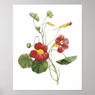 nasturtium(Tropaeolum majus) von Redouté Poster