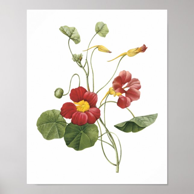 nasturtium(Tropaeolum majus) von Redouté Poster (Vorne)