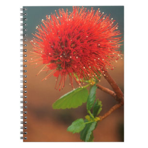 Natal-Bottlebrush-Blüte (Greyia Sutherlandii) Notizblock