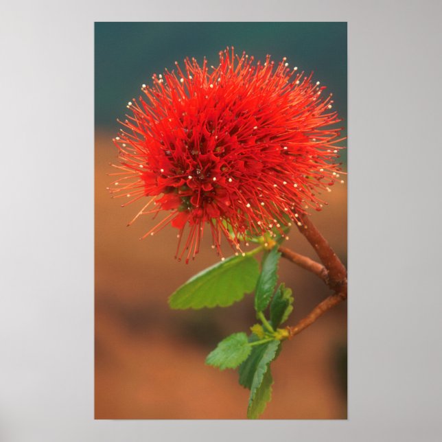 Natal Bottlebrush (Greyia Sutherlandii) Blume Poster (Vorne)