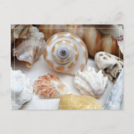 Natica Jewel Box Kitten's Paw Seashells Postcard Postkarte