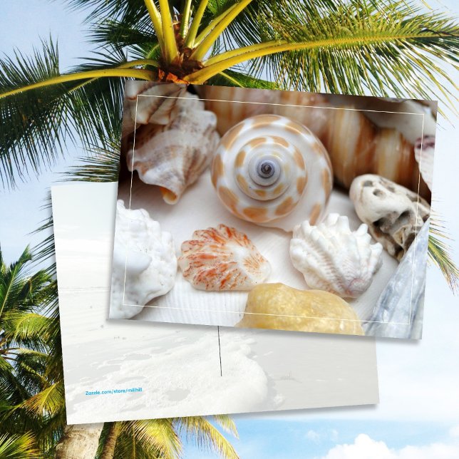 Natica Jewel Box Kitten's Paw Seashells Postcard Postkarte (Von Creator hochgeladen)