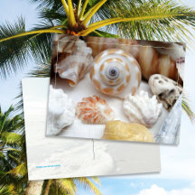 Natica Jewel Box Kitten's Paw Seashells Postkarte