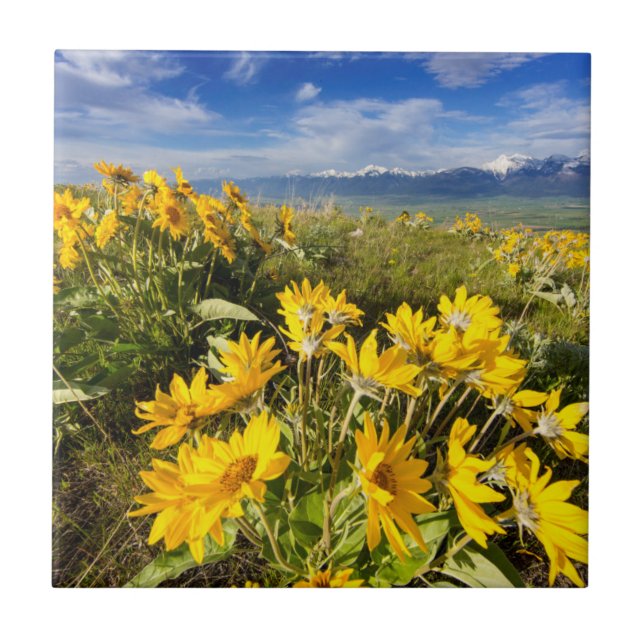 National Bison Range Fliese (Vorderseite)