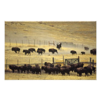 National Bison Range Roundup in Montana