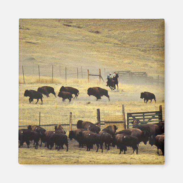 National Bison Range Roundup in Montana Magnet (Vorne)