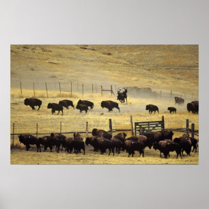 National Bison Range Roundup in Montana Poster