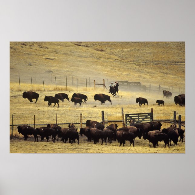 National Bison Range Roundup in Montana Poster (Vorne)