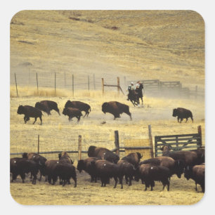 National Bison Range Roundup in Montana Quadratischer Aufkleber
