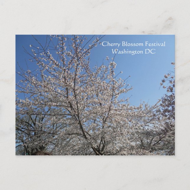 National Cherry Blossom Festival Washington DC 200 Postkarte (Vorderseite)