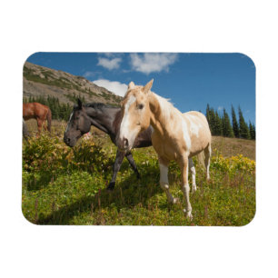 National Park North Cascades Magnet