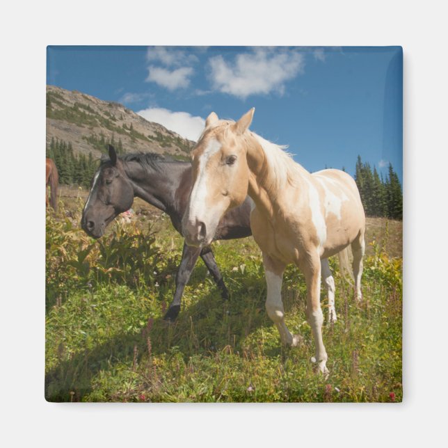National Park North Cascades Magnet (Vorne)