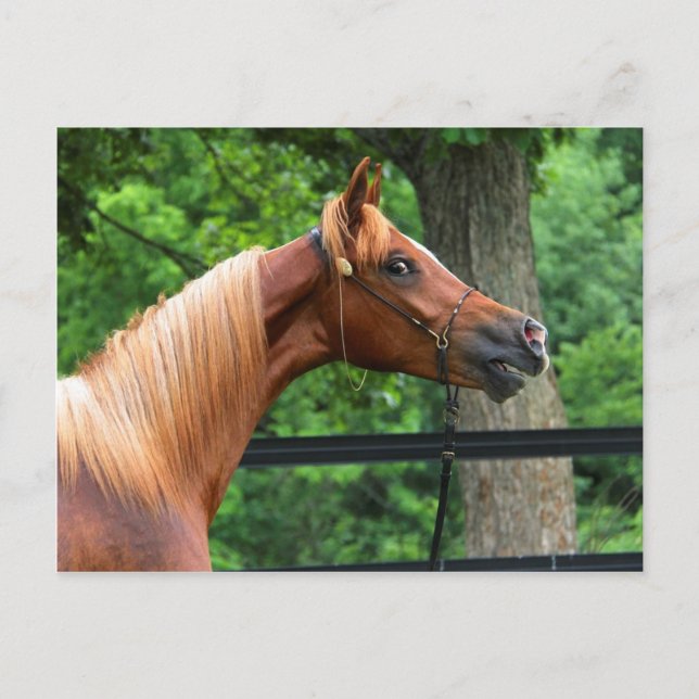 National Show Horse Postkarte (Vorderseite)