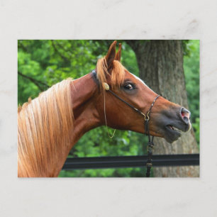 National Show Horse Postkarte