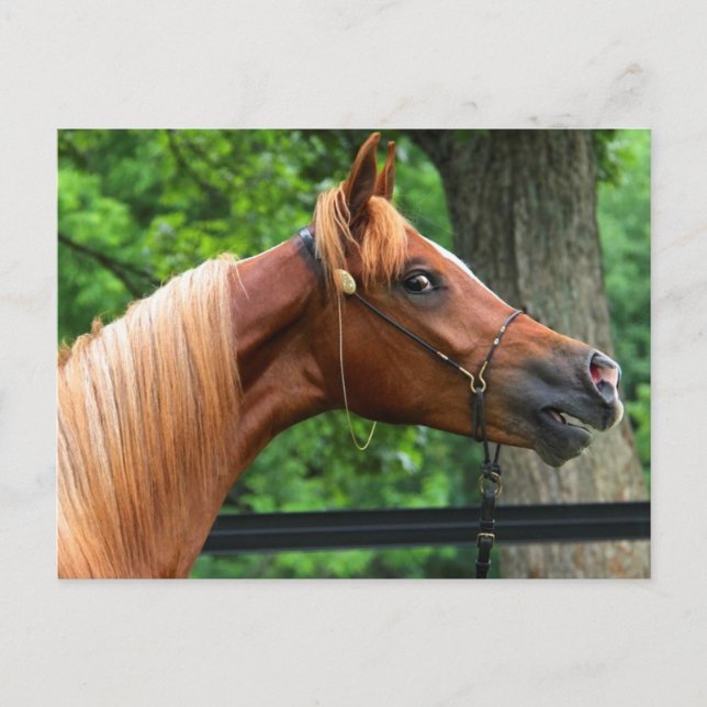 National Show Horse Postkarte (Vorderseite)