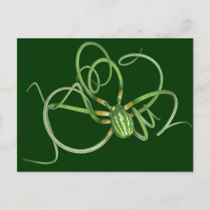 National Watermelon Day Octopus Postkarte