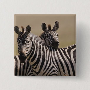 Nationale Reserve Masai-Maras, Kenia, 3 im Juli Button