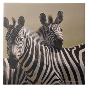 Nationale Reserve Masai-Maras, Kenia, 3 im Juli Fliese