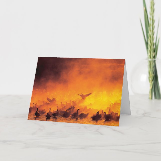 Nationale Schutzhütte Bosque del Apache, NM Karte (Vorderseite)