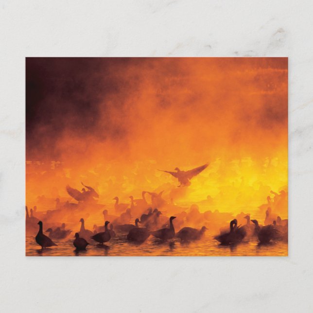 Nationale Schutzhütte Bosque del Apache, NM Postkarte (Vorderseite)