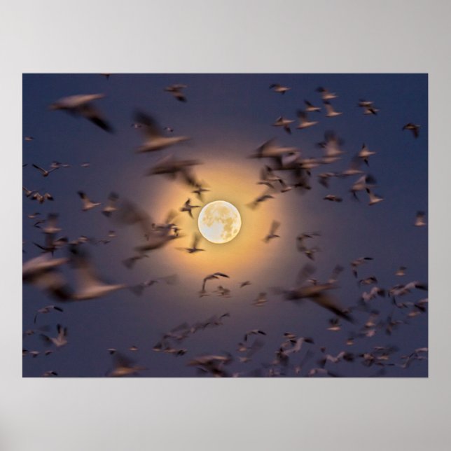 Nationale Schutzhütte Bosque del Apache Poster (Vorne)