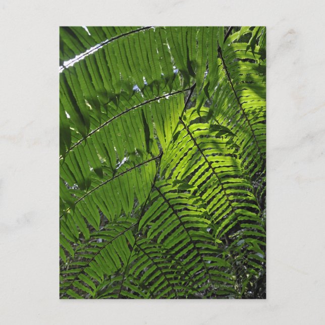 Nationalpark Bach Ma Postkarte (Vorderseite)