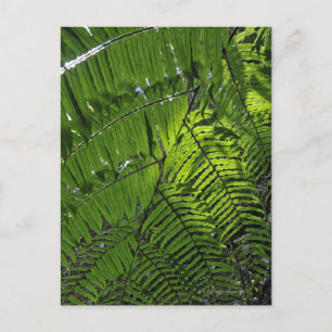 Nationalpark Bach Ma Postkarte