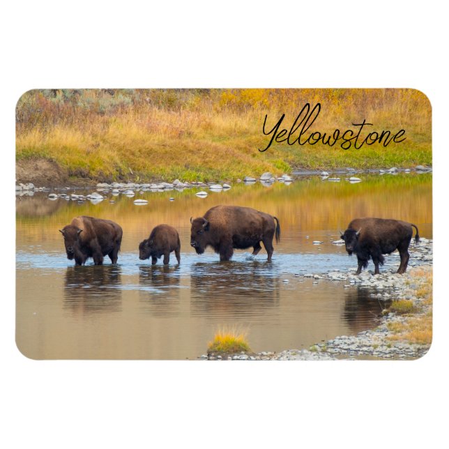 Nationalpark Bison River Crossing Yellowstone Magnet (Horizontal)