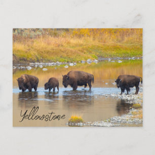 Nationalpark Bison River Crossing Yellowstone Postkarte