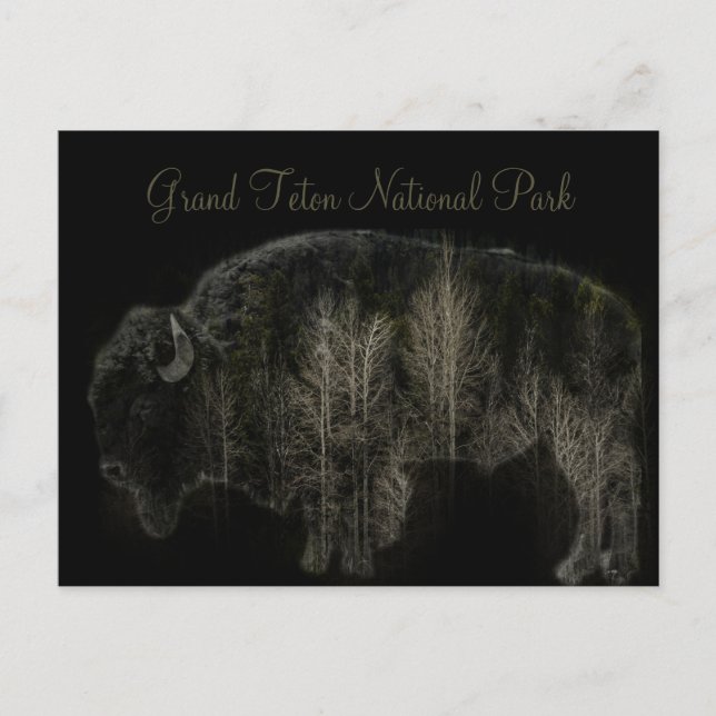Nationalpark Bison und Forest Grand Teton Postkarte (Vorderseite)